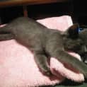Photo of Chad *Adopted*