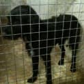 Photo of Pound Dog: Birdman Needs Foster
