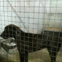 Photo of Pound Dog Tully: Foster/Adopt
