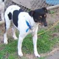 Photo of Ringo