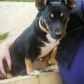 Photo of Tank (Tag D1505) *Adopted*