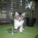 Photo of Toby