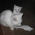 Photo of Snowbell