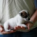 Photo of Zee/Adopted