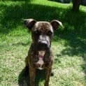 Photo of Tyson