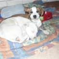 Photo of Puppies   Mixed Breed