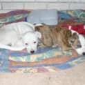 Photo of Puppies   Mixed Breed