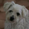 Photo of Ted/Adoption Pending