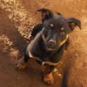 Photo of Grace   Adoption Pending