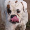 Photo of Pippa  Adoption Pending