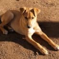 Photo of Kaylee   Adoption Pending