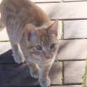 Photo of Chilli