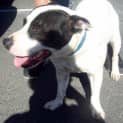 Photo of Bandit