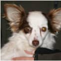 Photo of Punkin