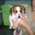 Photo of Shelby