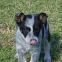 Photo of Cole Adoption Pending