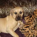 Photo of Major