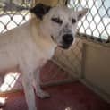 Photo of Pound Dog Shilo:Needs Foster/Adoption.