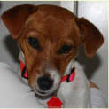 Photo of Mara