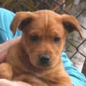 Photo of Elmo   Adoption Pending