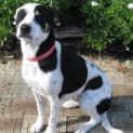 Photo of Annie (D1624)*Adopted*