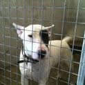 Photo of Bullyboy Needs Foster/Adoption