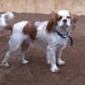 Photo of Scooby Doo   Adoption Pending