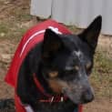 Photo of Pepper   A Wonderful Family Dog