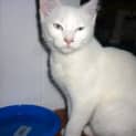 Photo of Zorro