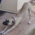 Photo of Buddy (D1633)*Adopted*