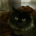 Photo of Pepper