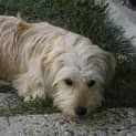 Photo of Hamish