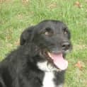 Photo of Scruffy