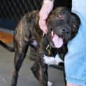Photo of Ashanti (D1647) *Adopted*