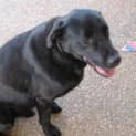 Photo of Indi