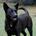 Photo of Ebony (D1279) *Adopted*