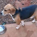 Photo of Buddy (D1653) *Adopted*