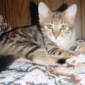 Photo of Nala (C1473) *Adopted*