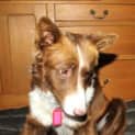 Photo of Comet