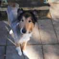 Photo of Lassie