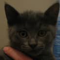 Photo of Mitzy (C1456) *Adopted*