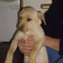 Photo of Blondie   Adopted