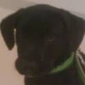 Photo of Buster   Adopted