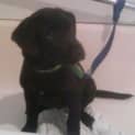 Photo of Buster   Adopted