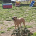 Photo of *Adoption Pending *Dozer