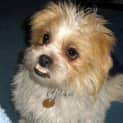 Photo of Lucy