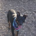 Photo of Rex