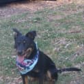 Photo of Rex