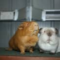 Photo of Iggle Piggles(on Hold)