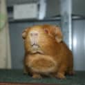 Photo of Ginger Megs (On Hold)